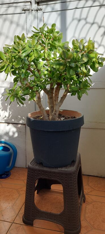 8 illik Krasulla bitkisi, el arasında pul ağacı deyilir, çox gözel