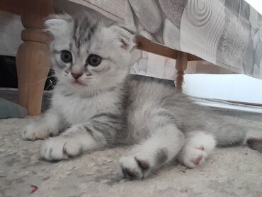 шотландская вислоухая кошка: Скотиш Фолд (Шотландская вислоухая), 1 месяц, Девочка, Голубой, Проглистована