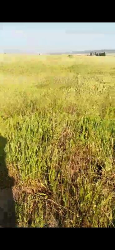 Torpaq sahələrinin satışı: 5000 sot, Kənd təsərrüfatı, Mülkiyyətçi, Kupça (Çıxarış) — 11