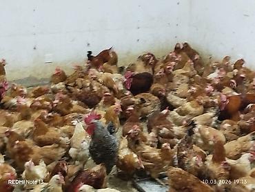 kone kors: 9,10 aylıq damazlıq toyuqlar satılır,hal hazırda yumurtlayirlar — 3