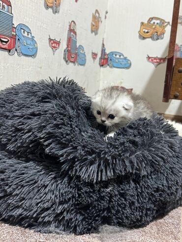 Pişiklər: Britan — 12