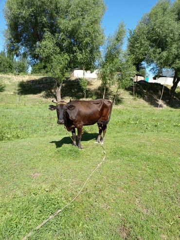 швицкая корова: Продаю | Корова (самка)