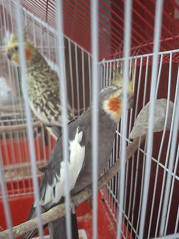 korella satışı: Nimfa (Cockatiel) cütlüyü – əl öyrəşmiş, sakit xasiyyətli, insanla — 8
