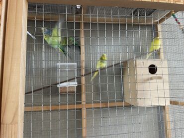 deve quşu: 5-6 aylig tutuquşular. Her biri 10 manat