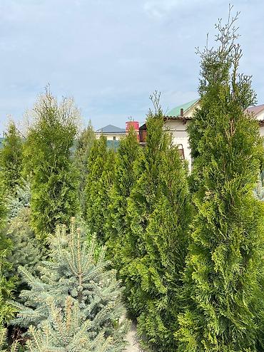Туя: Продаются декоративные хвойные растения 🌿🌲 -туи от 150 до 300см -ели — 7