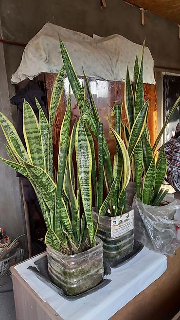 Другие комнатные растения: Сенсивьерия (Тещин язык) . Неприхотливый цветок. Растёт на солнце и в — 1