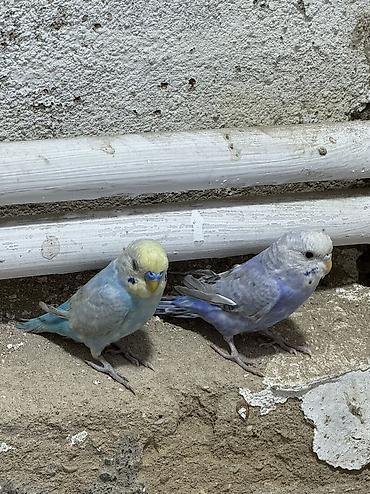 erkey danalar: Reinbov erkəy maya quyruq qanad zeif oldugu ücün ucuz qiymete qoyulub — 4