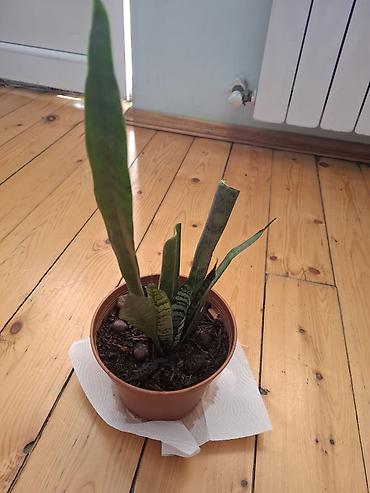 qul: Sansevieria (Qayın dilı) otaq bitkisi-Qilincgulude deyilir, cox tez — 1