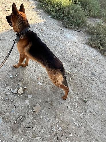 alman iti satilir: Alman çoban iti, 11 ay, Erkək, Peyvəndli — 2