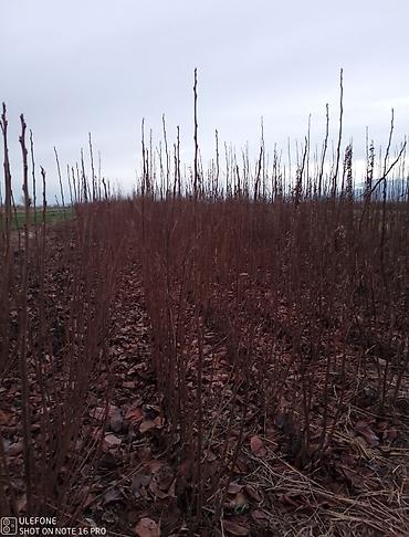 Tinglər: Xurma ağacları satışdadır zəmanətli verilir ağaclar çatdirilma pulsuz — 14