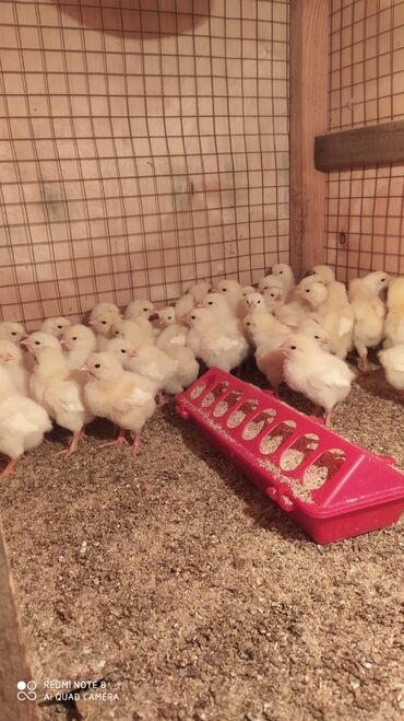 продам суточных цыплят: Продаю порода адлер от 120до1000