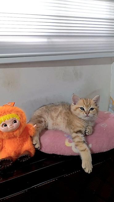 Pişiklər: Britan — 4