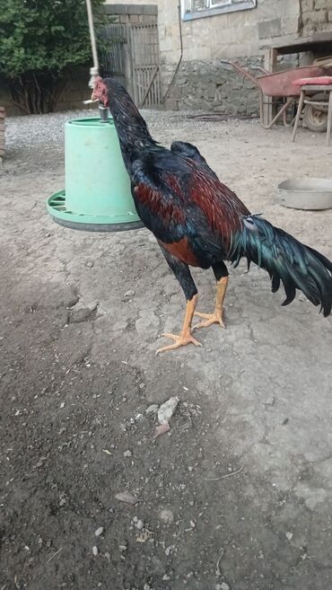 Коровы, быки: Петух, Heyrati, лет: >5