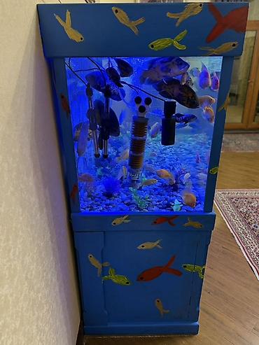 Akvariumlar: Аквариум - 2 м ( 7,000 Манат Цена -da lalafo.az — 16 Akvariumlar: Аквариум - 2 м ( 7,000 Манат Цена — 16