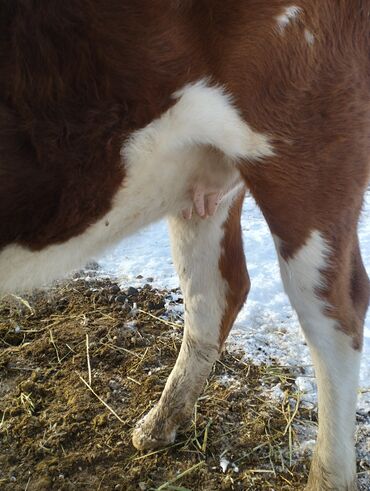 Коровы, быки: Продаю | Корова (самка) | Для молока | Привязанные — 6