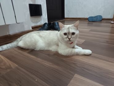 1 azn pişik: Britan, Erkək, Yaxşı əllərə, Ödənişli çatdırılma
