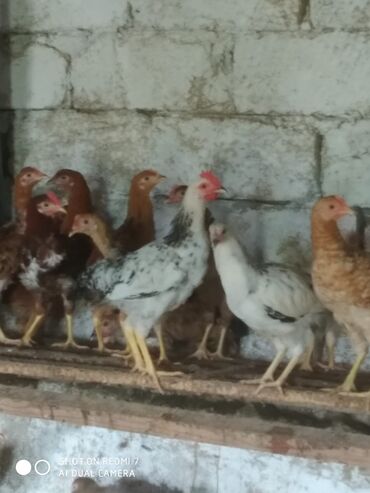 Cücələr: Toyuq cücələri, Damazlıq — 9