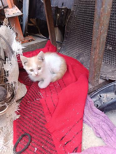 Мышыктар: Котята, помет из трёх малышей. Описание: - Возраст на фото — примерно — 1