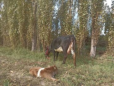 коровы телки герефорд: Продаю | Корова (самка) | Для молока | После отела — 3