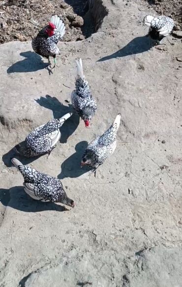Sibrayt Gümüşü zibrit 2 xoruz 5 fərə.7 Ədəd Topası razılaşma