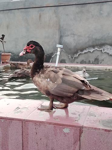 dovşan şəkili: Muscovy sort lal ördəklər – müxtəlif rənglərdə balalar Rəng çeşidləri — 8