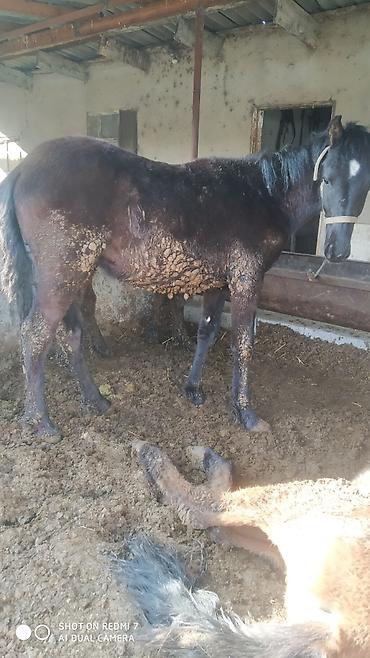 Лошади, кони: Продаю | Конь (самец) | Рабочий | Мерин — 6