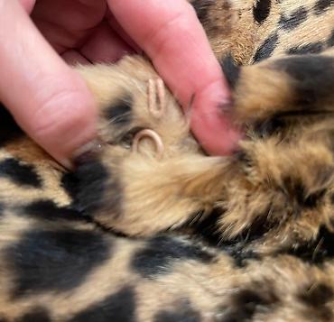 Kürklər: Полушубок из натурального меха кролика, размер 44 (Италия) — 6