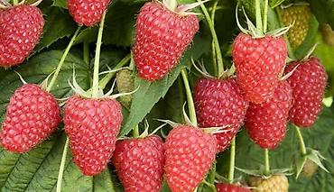 Raspberry saplings & cuttings: Саженцы малины мапема полонез принимаю заказы на саженцы Малина — 26