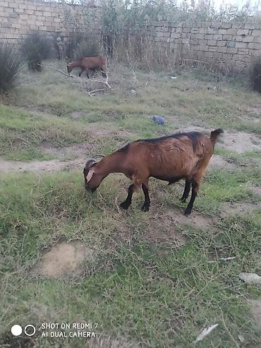 bala keçi: Alpin mələzi hələb 2 aylıq boğazdı qiyməti 650 AZN — 1