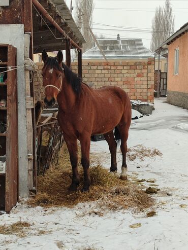 золотой лошадь пластырь: Продаю | Жеребец | Конный спорт | Осеменитель