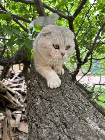 бенгальская кошка домашняя: Скотиш Фолд (Шотландская вислоухая), 3 года, Мальчик, Белый, С прививками