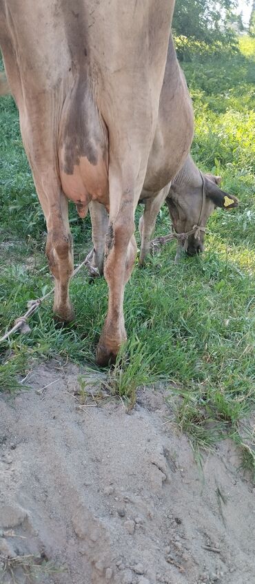 корова алатауский: Продаю | Корова (самка) | Алатауская