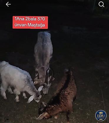 keci satan: 1 ana keçi + 2 bala keçi dəsti. - Say: 3 baş (1 ana, 2 bala) - Növ — 1