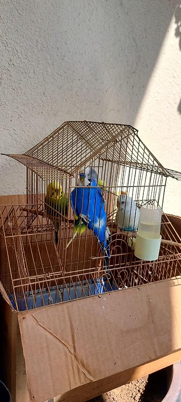 tap az qusar heyvanlar: Məhsul: dalmatin və klassik rəng kombinasiyalarında nimfa/budgerigar — 2