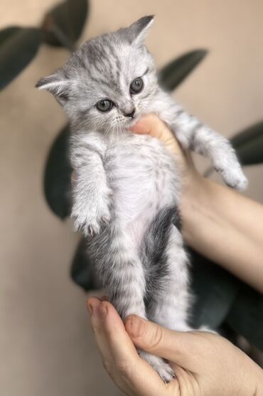 Pişiklər: Şotland — 25