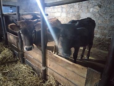 serebrist cucə satisi: Dana, buzov, Dişi, ay: 1, 190 kq, Damazlıq, Ünvandan götürmə — 3