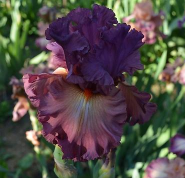 Другие садовые цветы и кустарники: В продаже саженцы сортовых ирисов из личной коллекции Все фото мои! at lalafo.kg — 4 Другие садовые цветы и кустарники: В продаже саженцы сортовых ирисов из личной коллекции Все фото мои! — 4