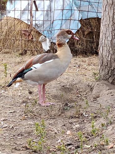 balaca it cinsləri: Misir qazıdır (Nil qazı da deyilir) (Egyptian Goose). Evcilləşdirib — 5