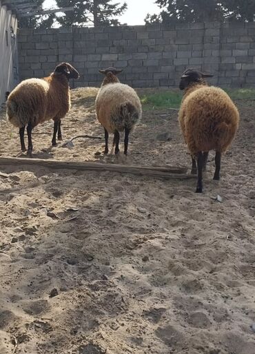 Qoyunlar, qoçlar: Qoyunların üçüdə erkəydi ikisi 35 kilodan çox çəki verir biri isə 40 -da lalafo.az — 4 Qoyunlar, qoçlar: Qoyunların üçüdə erkəydi ikisi 35 kilodan çox çəki verir biri isə 40 — 4