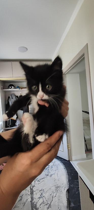 Продажа кошек: Отдам котёнка в добрые руки 🐾 Девочка, 3 месяца. Очень умная, ласковая — 1