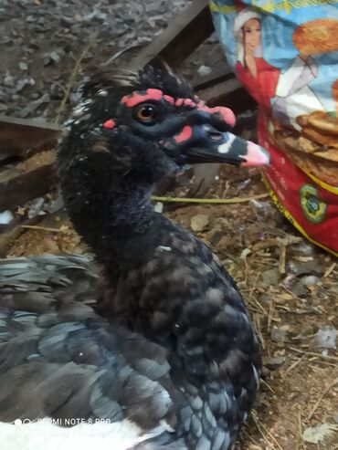 Другие с/х животные: Утята Индоутки Тяжёлая Линия. Индоутята. Фендибоберных Солидных — 25