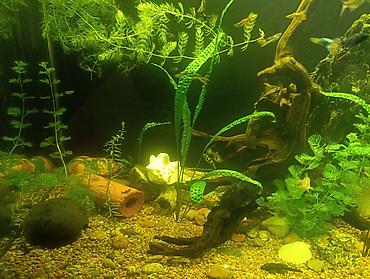 Аквариумы: Продаю аквариум 400 литров со всем содержимым ( фильтр грунт декорации — 5