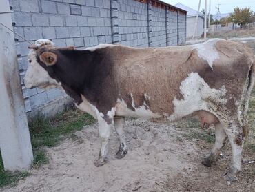 нашли кошку: Продаю | Корова (самка) | Симментальская | Для молока | Стельные