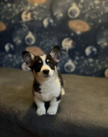 İtlər: Korgi, 2 ay, Erkek, Sənədli, Pulsuz çatdırılma — 11