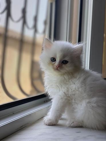 Кошки: Британская вислоухая, Самка, Самовывоз — 2