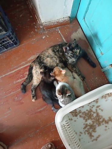 собачки в добрые руки: Котята 2 месяца есть девочка и мальчики — 2