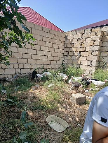 tap.az danalar: Hinduşka cücələri 2 aylıqdırlar tam sağlam hündüşqalardı qiymet — 1