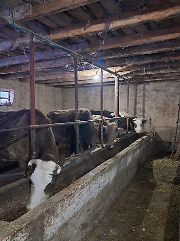 Коровы, быки: Продаю | Корова (самка) | Для молока | Привязанные — 1