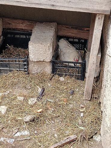 toyuq yemi: Qırt toyug satılır istəyən buyursun barter də var ancag heyət