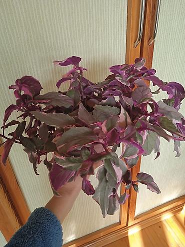 Otaq bitkiləri: Сциндапсус N-Joy — 2